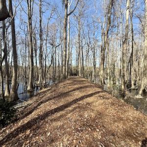 Photo #45 of 431 Icaria Rd, Tyner, NC 72.0 acres