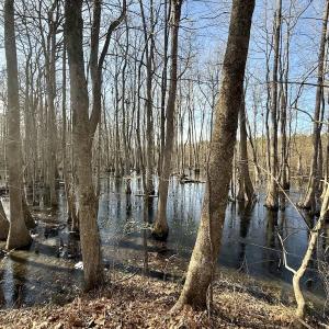 Photo #46 of 431 Icaria Rd, Tyner, NC 72.0 acres