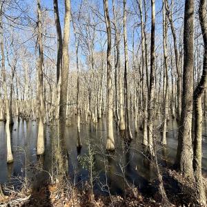 Photo #48 of 431 Icaria Rd, Tyner, NC 72.0 acres