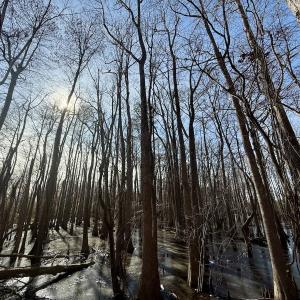 Photo #49 of 431 Icaria Rd, Tyner, NC 72.0 acres