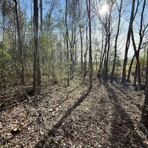 Photo #50 of 431 Icaria Rd, Tyner, NC 72.0 acres