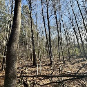 Photo #51 of 431 Icaria Rd, Tyner, NC 72.0 acres