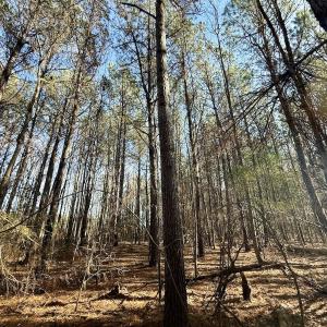 Photo #52 of 431 Icaria Rd, Tyner, NC 72.0 acres