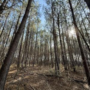 Photo #53 of 431 Icaria Rd, Tyner, NC 72.0 acres