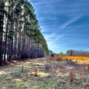 Photo #9 of 1347 Newsome Road, Denton, NC 34.8 acres
