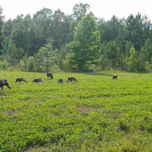 Photo #25 of Off Of Waqua Creek Rd, Rawlings, VA 12.7 acres