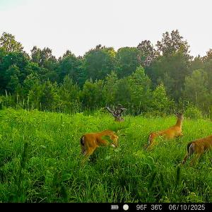 Photo #26 of Off Of Waqua Creek Rd, Rawlings, VA 12.7 acres