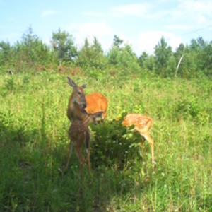 Photo #27 of Off Of Waqua Creek Rd, Rawlings, VA 12.7 acres