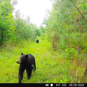 Photo #32 of Off Of Waqua Creek Rd, Rawlings, VA 12.7 acres