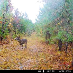 Photo #33 of Off Of Waqua Creek Rd, Rawlings, VA 12.7 acres