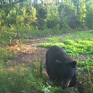 Photo #39 of Off Of Waqua Creek Rd, Rawlings, VA 12.7 acres