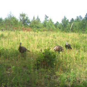 Photo #40 of Off Of Waqua Creek Rd, Rawlings, VA 12.7 acres