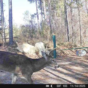 Photo #9 of Off Of Waqua Creek Rd, Rawlings, VA 12.7 acres