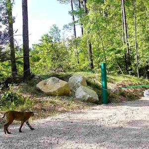 Photo #41 of Off Of Waqua Creek Rd, Rawlings, VA 12.7 acres