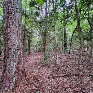 Photo #32 of off of Chestnut Dr, Bracey, VA 0.5 acres