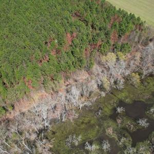 Photo #12 of Off Old Stake Road, Clarendon, NC 26.8 acres