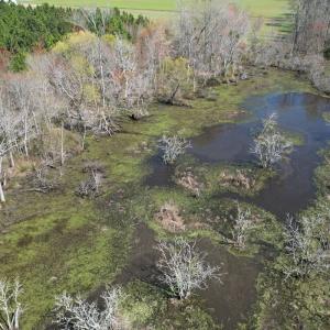 Photo #13 of Off Old Stake Road, Clarendon, NC 26.8 acres