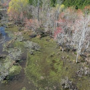 Photo #14 of Off Old Stake Road, Clarendon, NC 26.8 acres