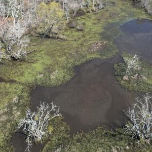 Photo #15 of Off Old Stake Road, Clarendon, NC 26.8 acres