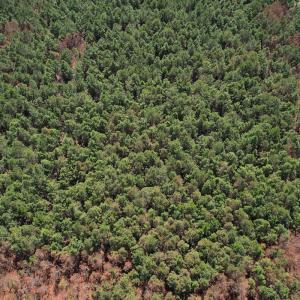 Photo #16 of Off Old Stake Road, Clarendon, NC 26.8 acres