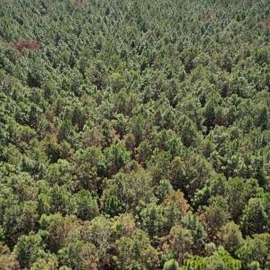 Photo #17 of Off Old Stake Road, Clarendon, NC 26.8 acres