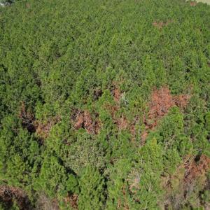 Photo #18 of Off Old Stake Road, Clarendon, NC 26.8 acres