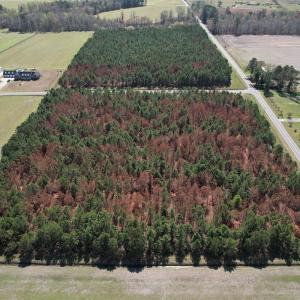 Photo #7 of Off Old Stake Road, Clarendon, NC 26.8 acres