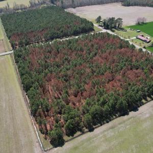 Photo #8 of Off Old Stake Road, Clarendon, NC 26.8 acres