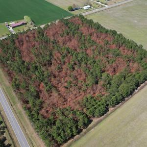 Photo #9 of Off Old Stake Road, Clarendon, NC 26.8 acres