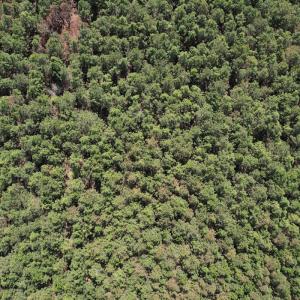 Photo #19 of Off Old Stake Road, Clarendon, NC 26.8 acres