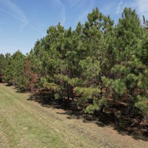 Photo #21 of Off Old Stake Road, Clarendon, NC 26.8 acres