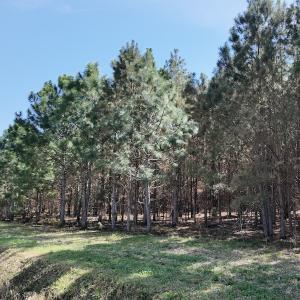 Photo #23 of Off Old Stake Road, Clarendon, NC 26.8 acres