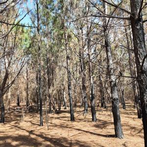 Photo #24 of Off Old Stake Road, Clarendon, NC 26.8 acres