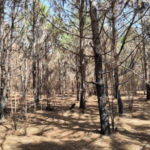 Photo #25 of Off Old Stake Road, Clarendon, NC 26.8 acres