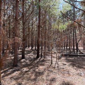 Photo #26 of Off Old Stake Road, Clarendon, NC 26.8 acres