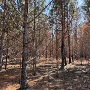 Photo #27 of Off Old Stake Road, Clarendon, NC 26.8 acres