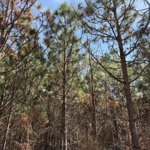 Photo #29 of Off Old Stake Road, Clarendon, NC 26.8 acres