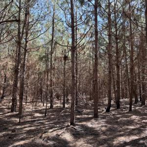 Photo #30 of Off Old Stake Road, Clarendon, NC 26.8 acres