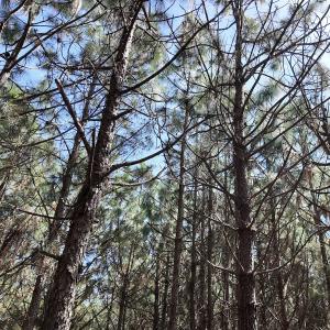 Photo #32 of Off Old Stake Road, Clarendon, NC 26.8 acres