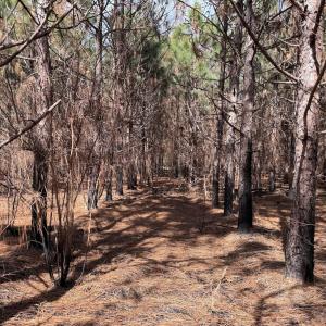 Photo #34 of Off Old Stake Road, Clarendon, NC 26.8 acres