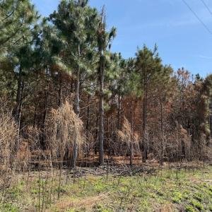 Photo #36 of Off Old Stake Road, Clarendon, NC 26.8 acres