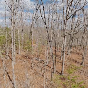 Photo #38 of Off of Runaway Bay Rd, Lynch Station, VA 1.5 acres