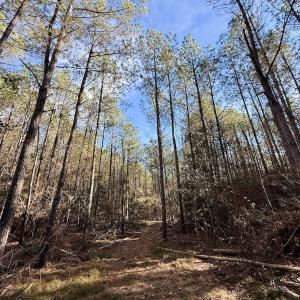 Photo #58 of Off NC 42, Tarboro, NC 39.7 acres