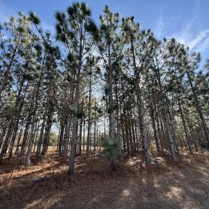 Photo #60 of Off NC 42, Tarboro, NC 39.7 acres