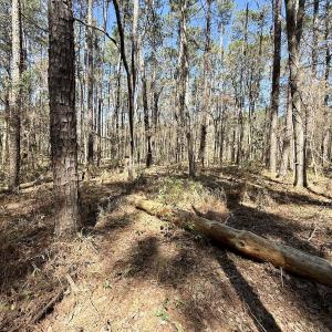 Photo #16 of Off of Creek Place Rd, Arapahoe, NC 2.2 acres