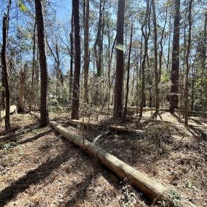 Photo #17 of Off of Creek Place Rd, Arapahoe, NC 2.2 acres