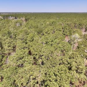 Photo #4 of Off of Creek Place Rd, Arapahoe, NC 2.2 acres