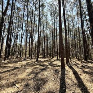 Photo #14 of Off Creek Place, Arapahoe, NC 2.2 acres