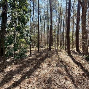 Photo #15 of Off Creek Place, Arapahoe, NC 2.2 acres