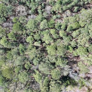 Photo #7 of Off Creek Place, Arapahoe, NC 2.2 acres